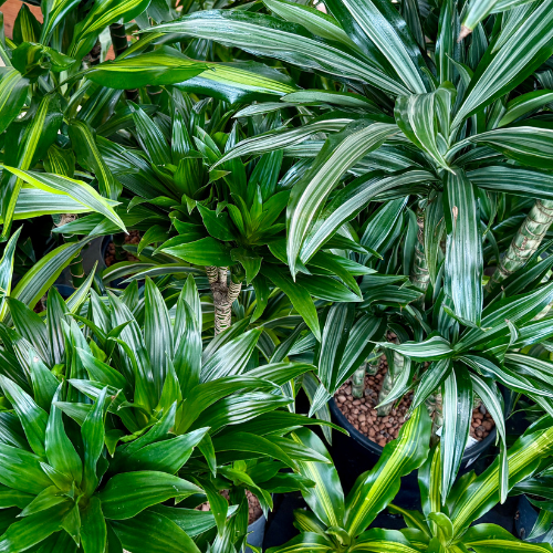 Dracaena